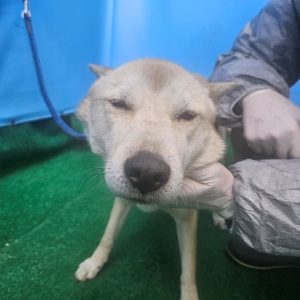 제주 동물보호센터_450650202403702