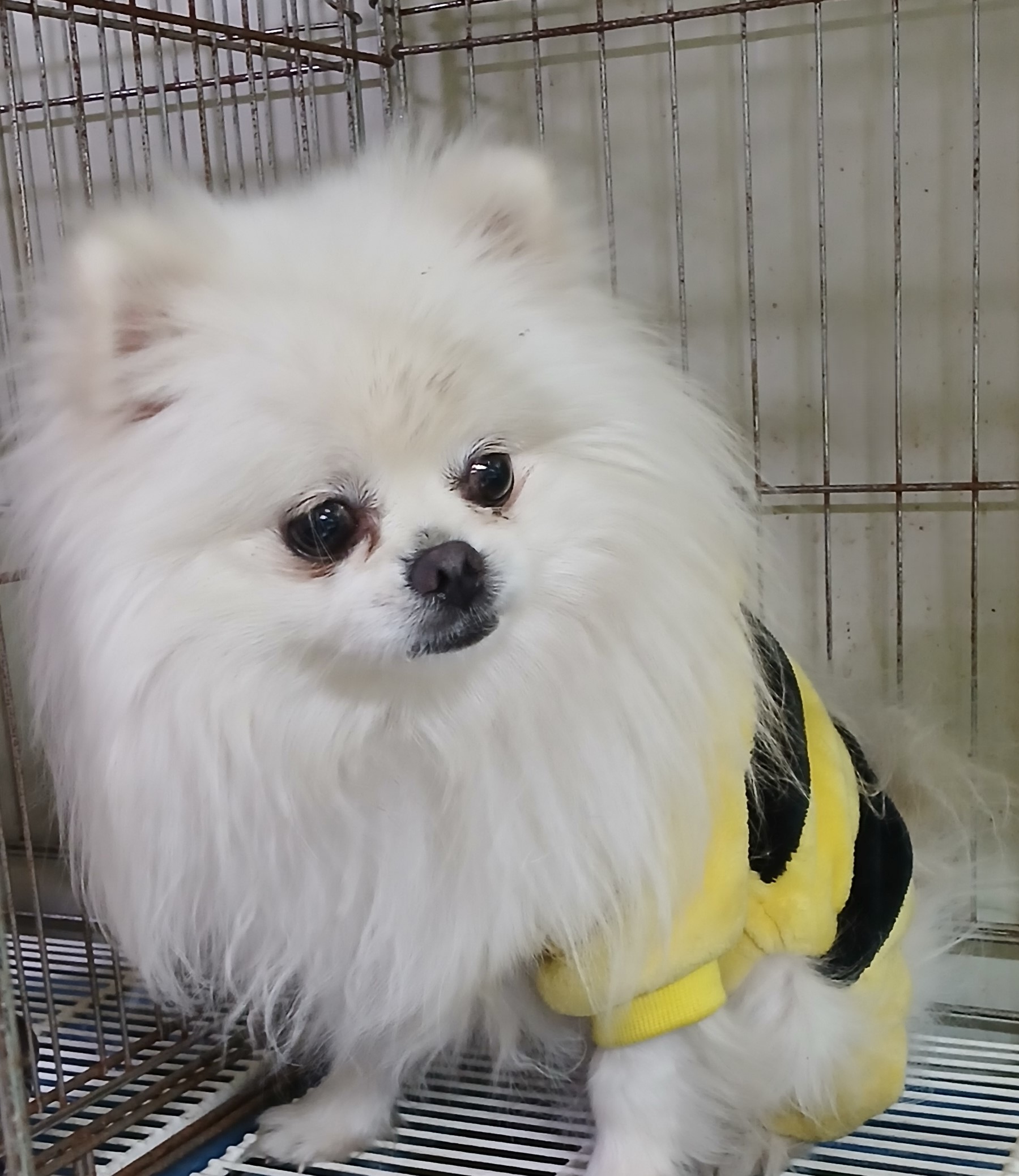 대구유기동물보호협회_427345202400870