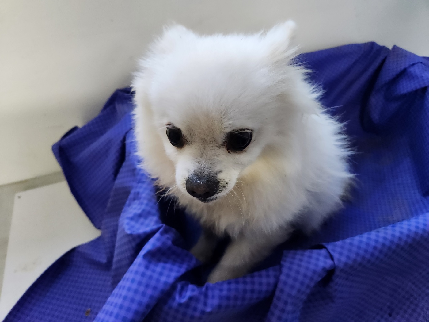 종료(입양) 포메라…