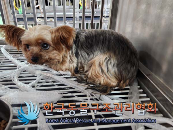 한국동물구조관리협회_411306202400869