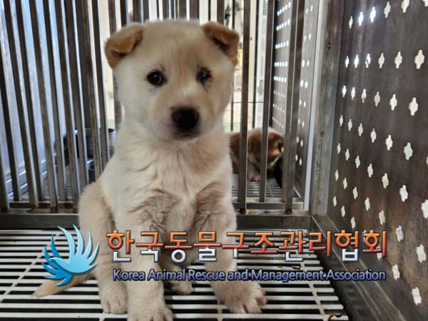 한국동물구조관리협회_441409202402011