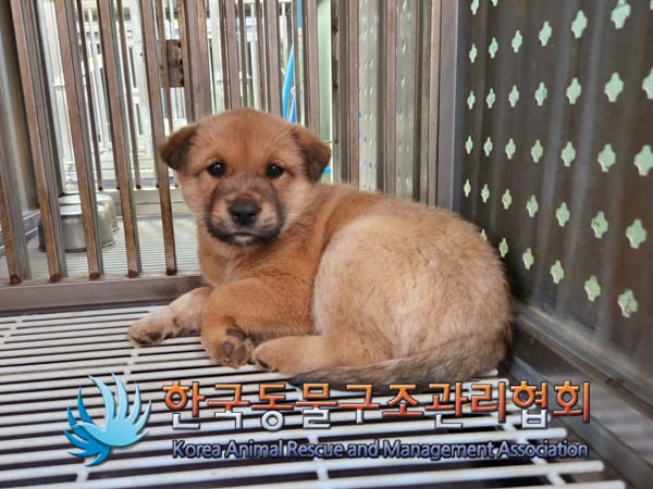 한국동물구조관리협회_441409202402014