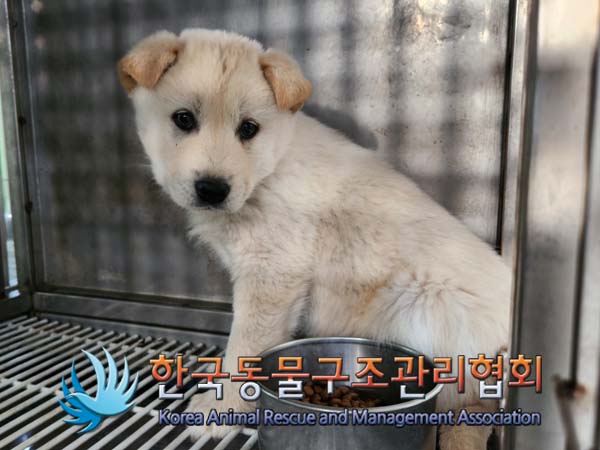 한국동물구조관리협회_441409202402012