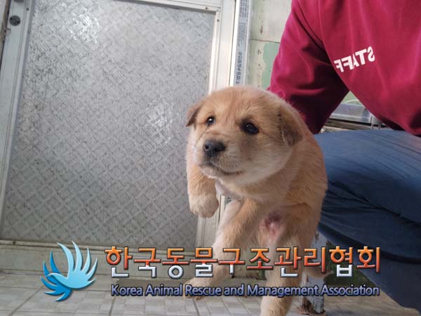 한국동물구조관리협회_441409202402015