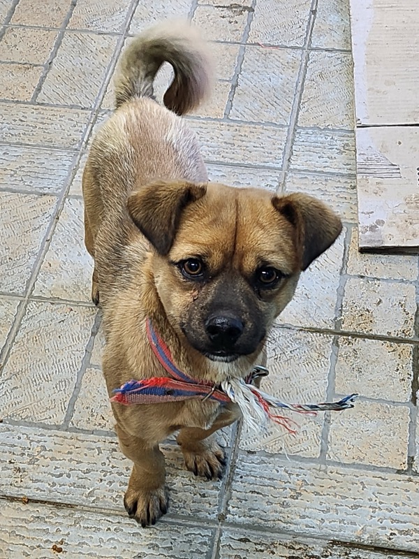 영주시 동물보호센터_447509202400368