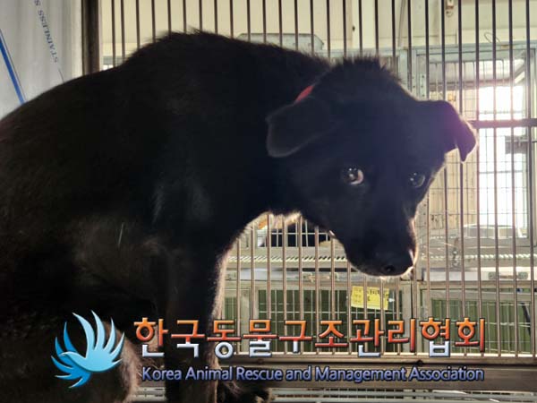 종료(안락사) 믹스…