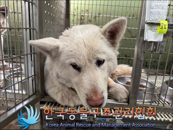 한국동물구조관리협회_441414202401021