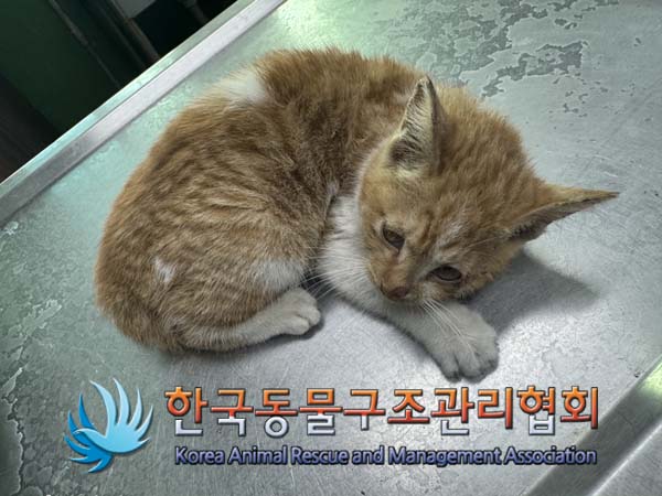 한국동물구조관리협회_411300202400645