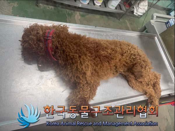 한국동물구조관리협회_441559202401434