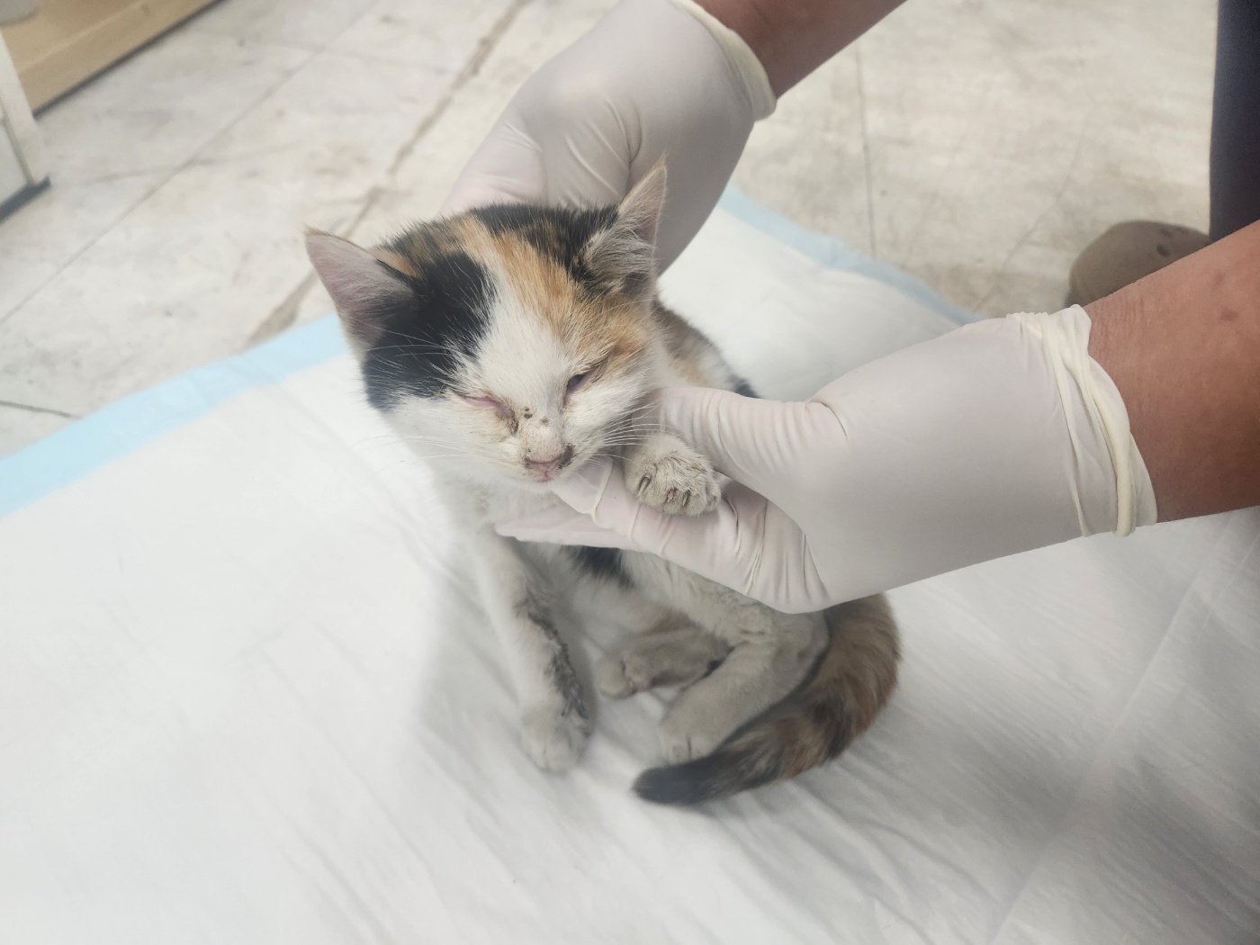 광주TNR동물병원송정_441554202401890