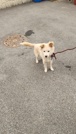 익산유기동물보호소_445468202403146
