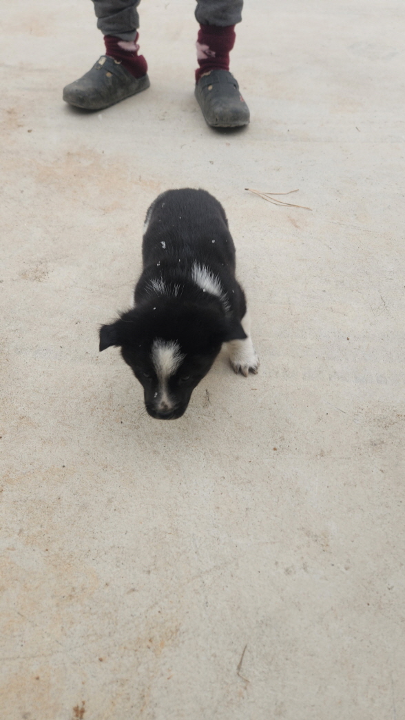 보호중 믹스견의 가…