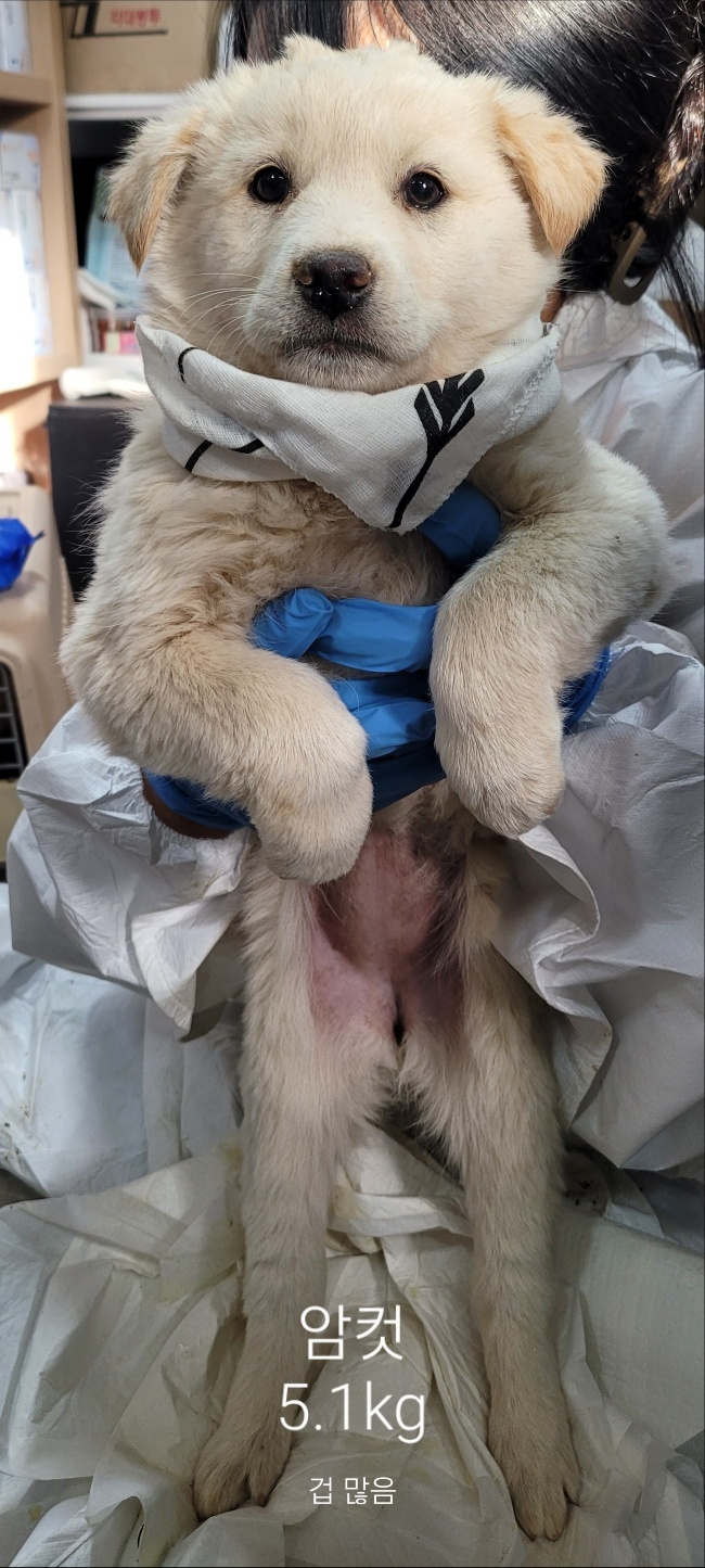 울산유기동물보호센터_431373202402086