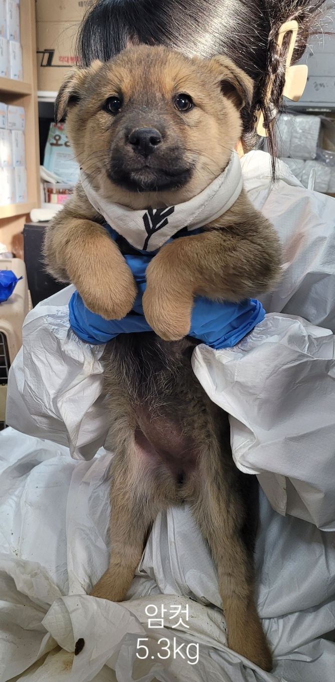 보호중 믹스견의 가…