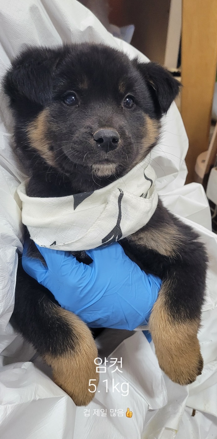 울산유기동물보호센터_431373202402082