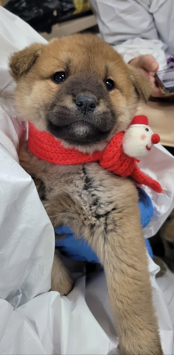 울산유기동물보호센터_431373202402087