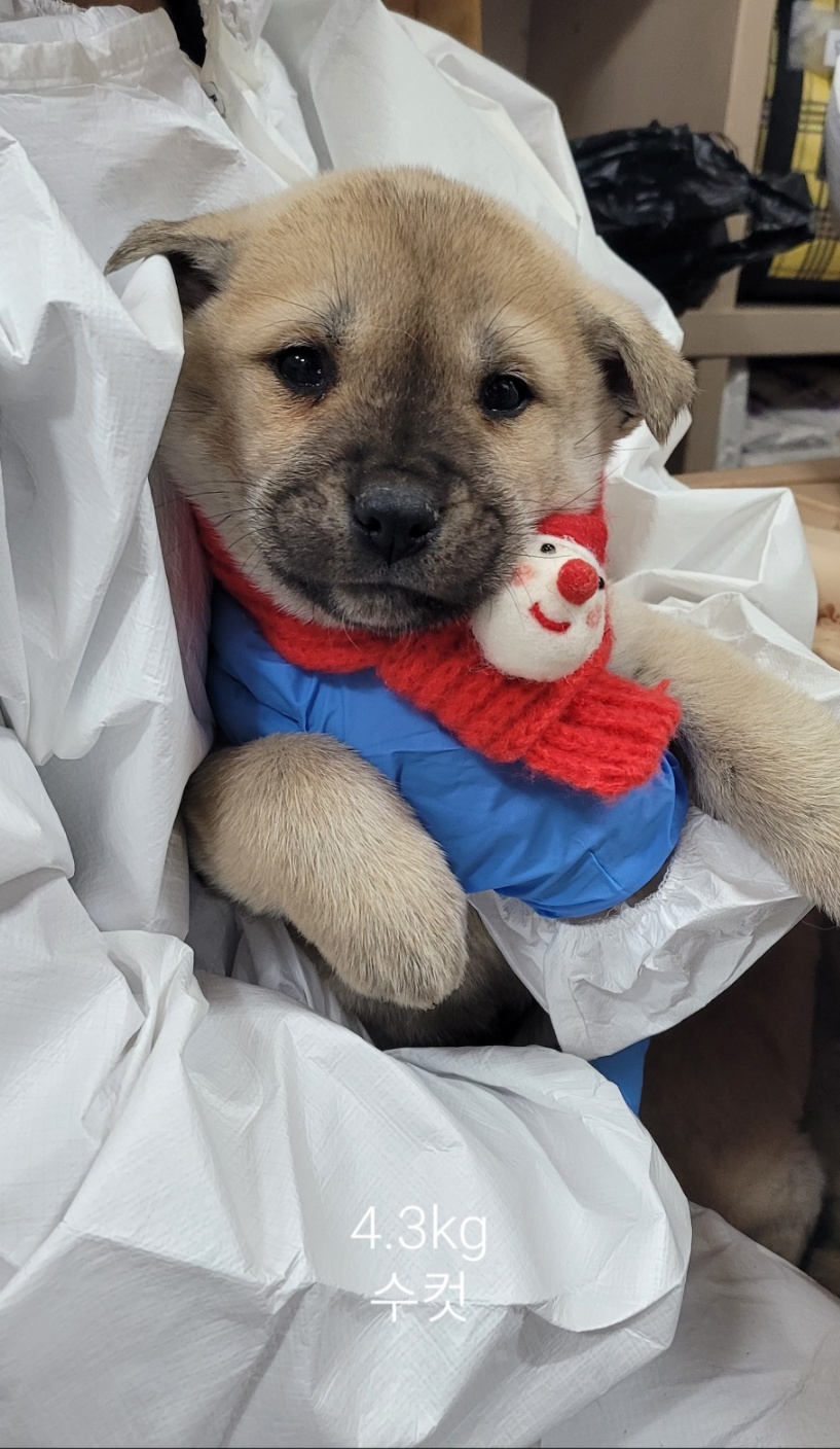 울산유기동물보호센터_431373202402089