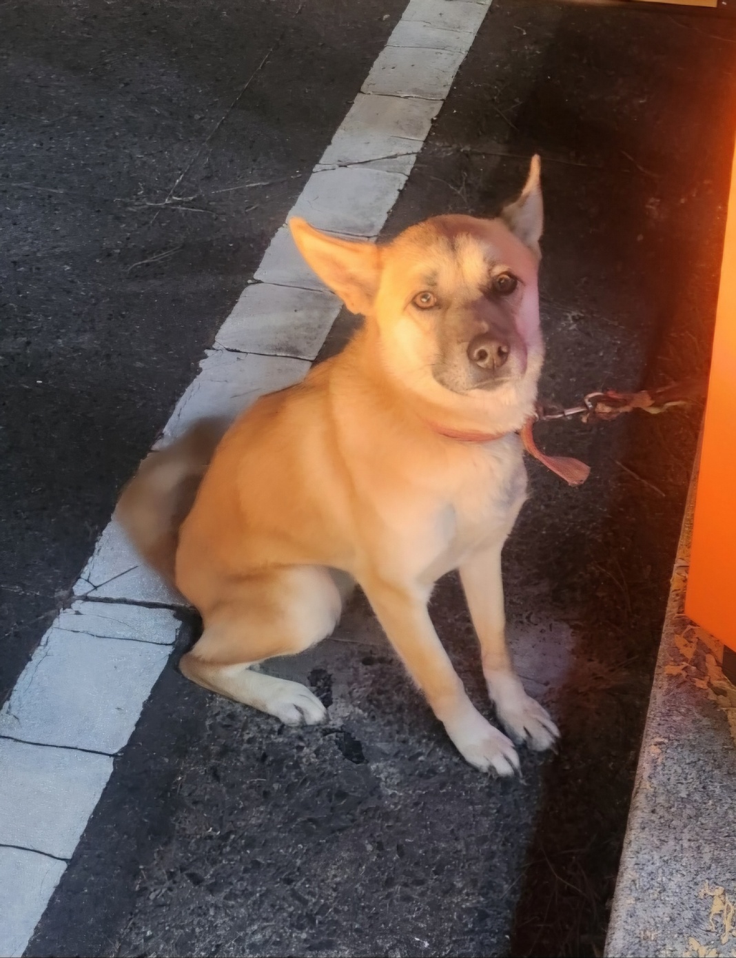 울산유기동물보호센터_431373202402092
