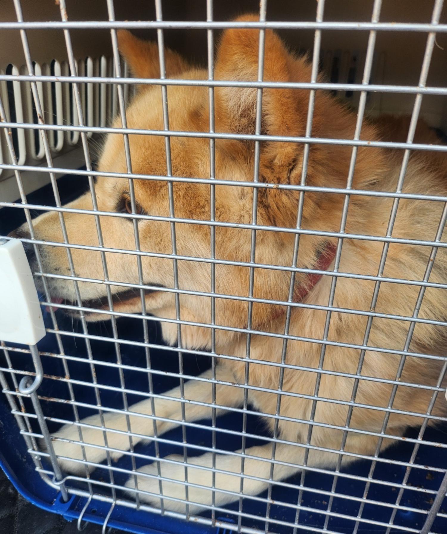 울산유기동물보호센터_431373202402091