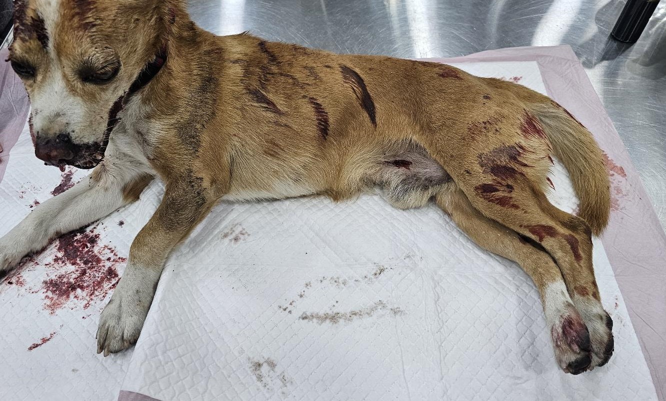 종료(자연사) 믹스…