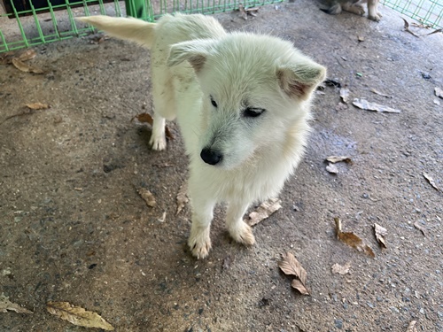 장흥군 동물보호센터_446491202400095