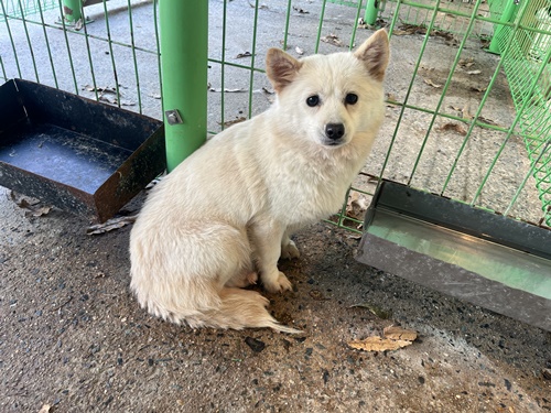 보호중 믹스견의 가…