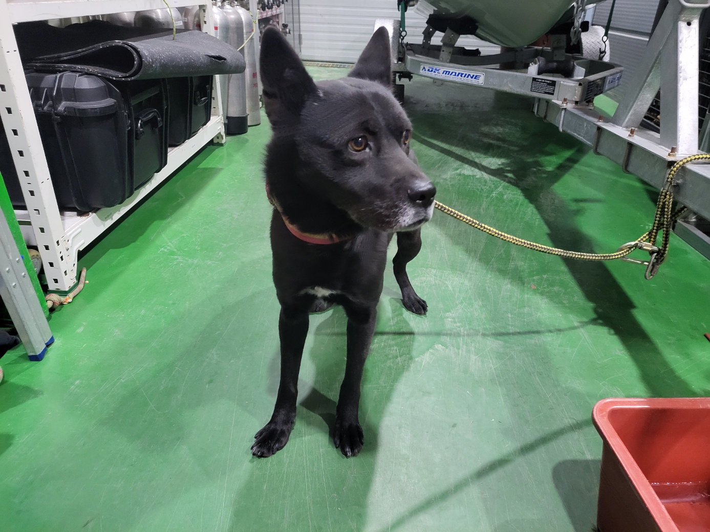 고양시동물보호센터_441394202402554