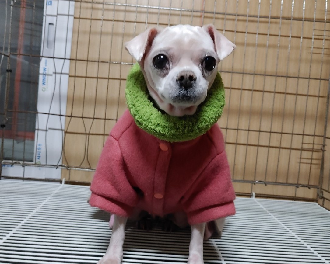 창원유기동물보호소_448567202401450
