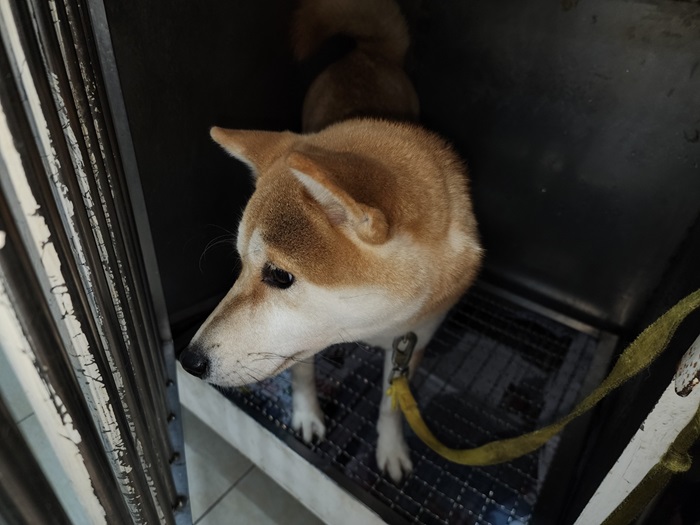 강현림동물병원_411320202400765