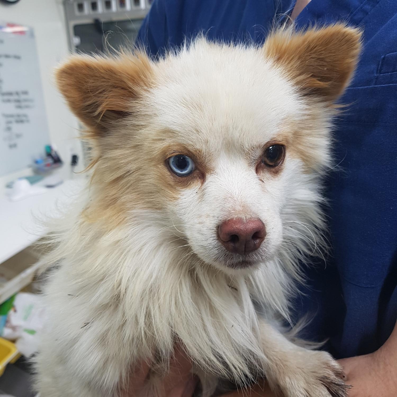 종료(반환) 믹스견…