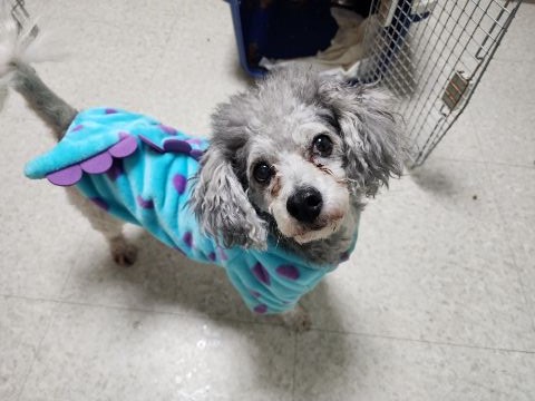 종료(반환) 푸들의…