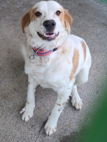 영천유기동물보호센터_447510202400887