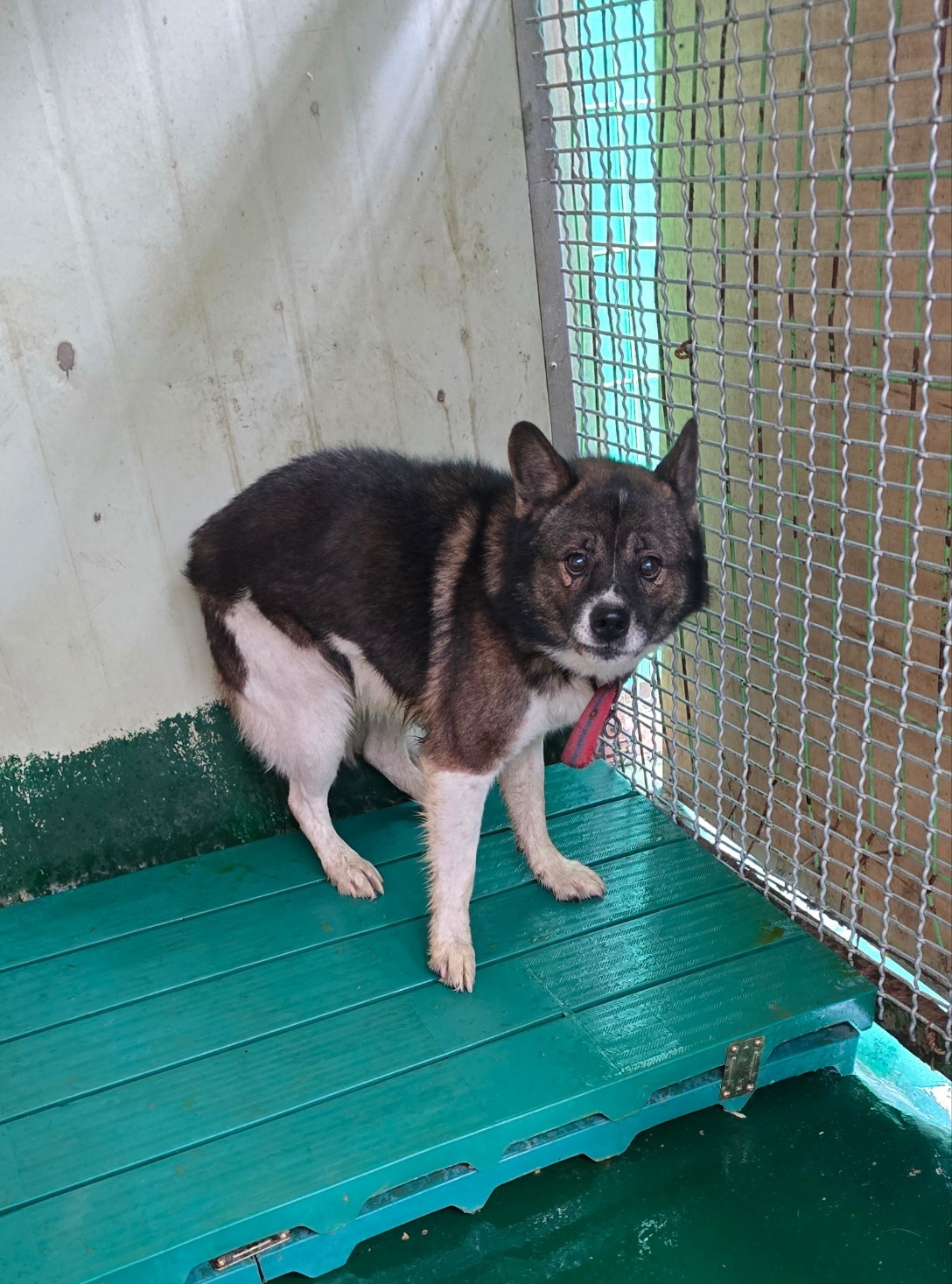 종료(자연사) 믹스…