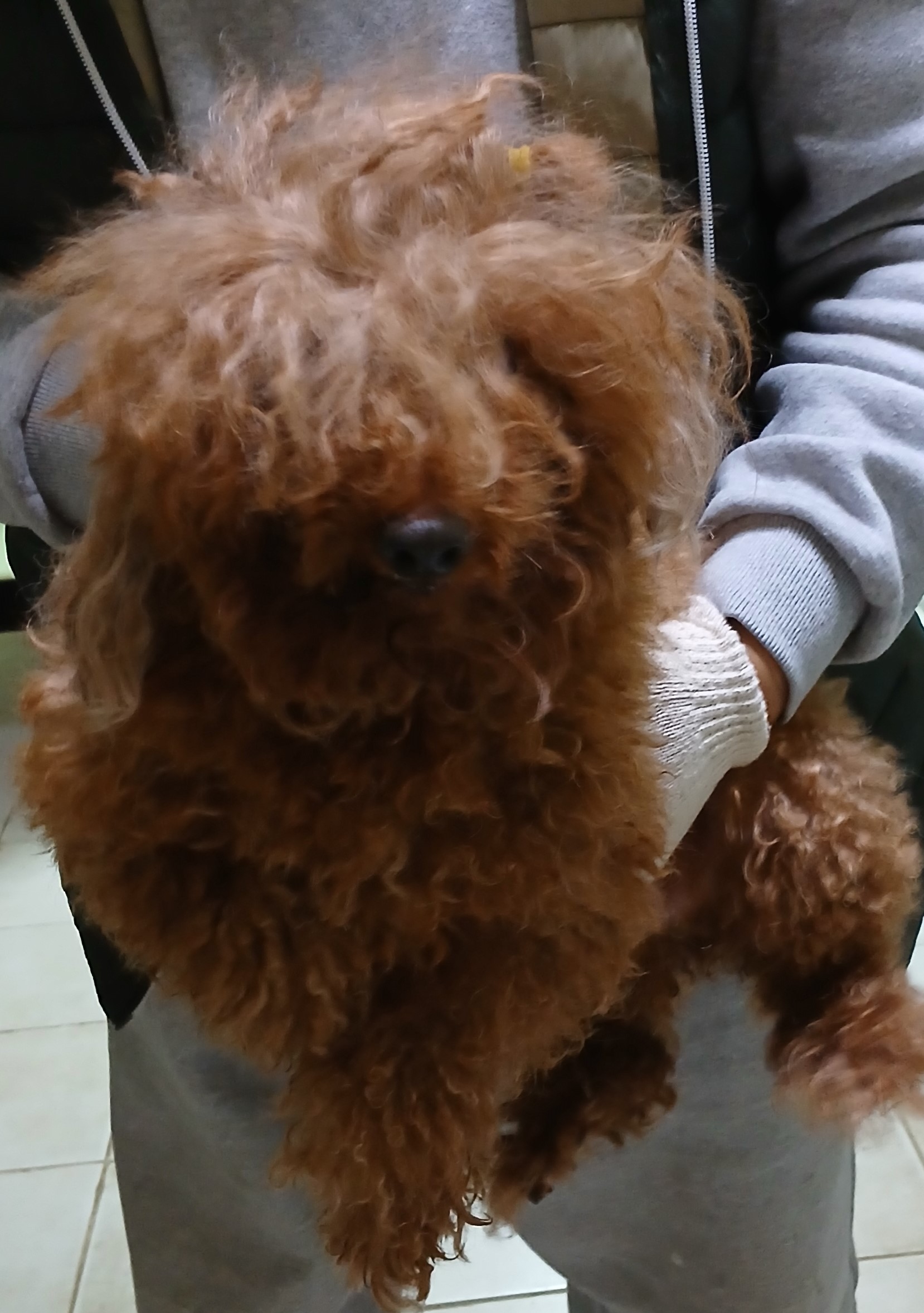 종료(안락사) 푸들…