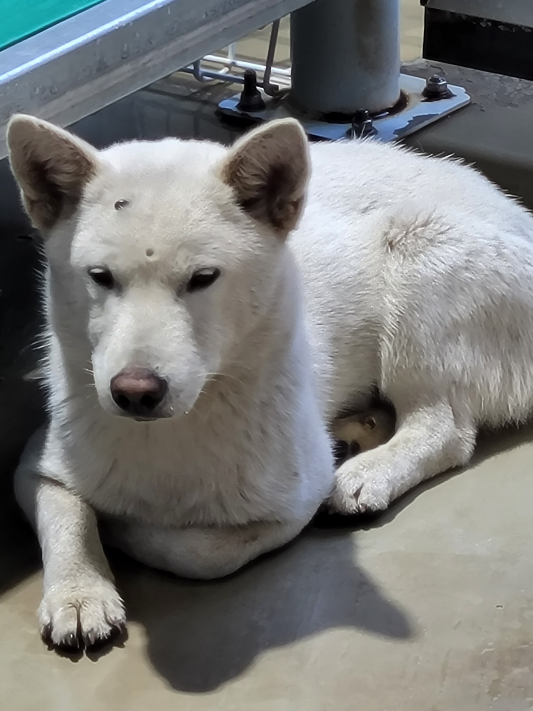 보호중 믹스견의 가…