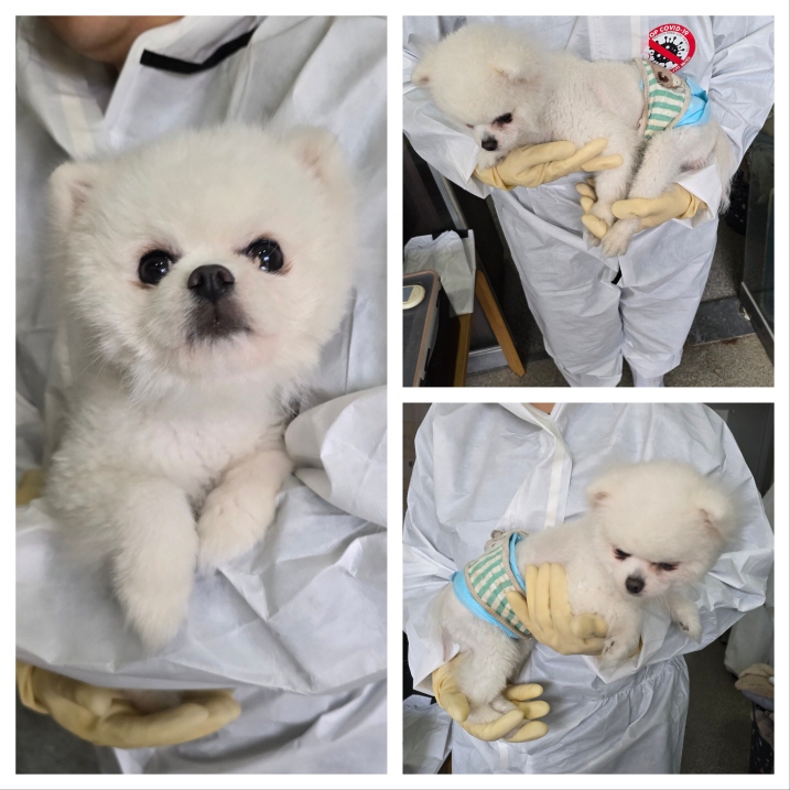 당진시동물보호소_444568202401352