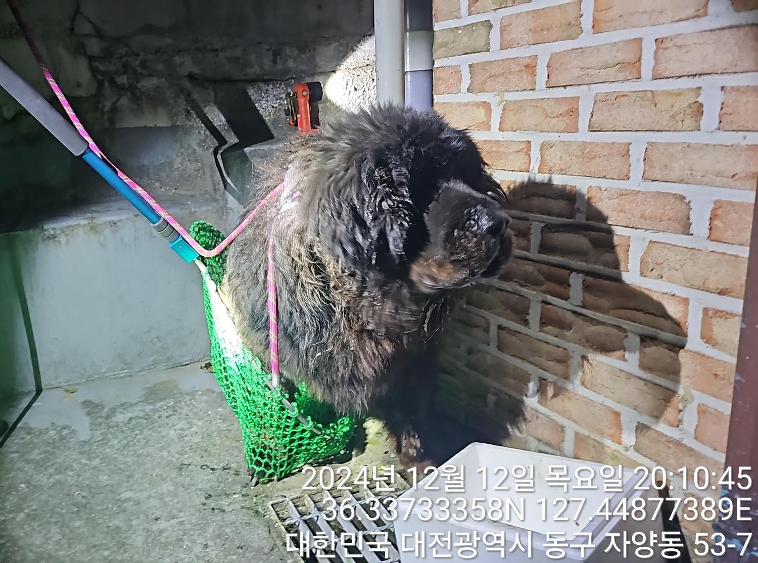 대전동물보호센터_430364202400810