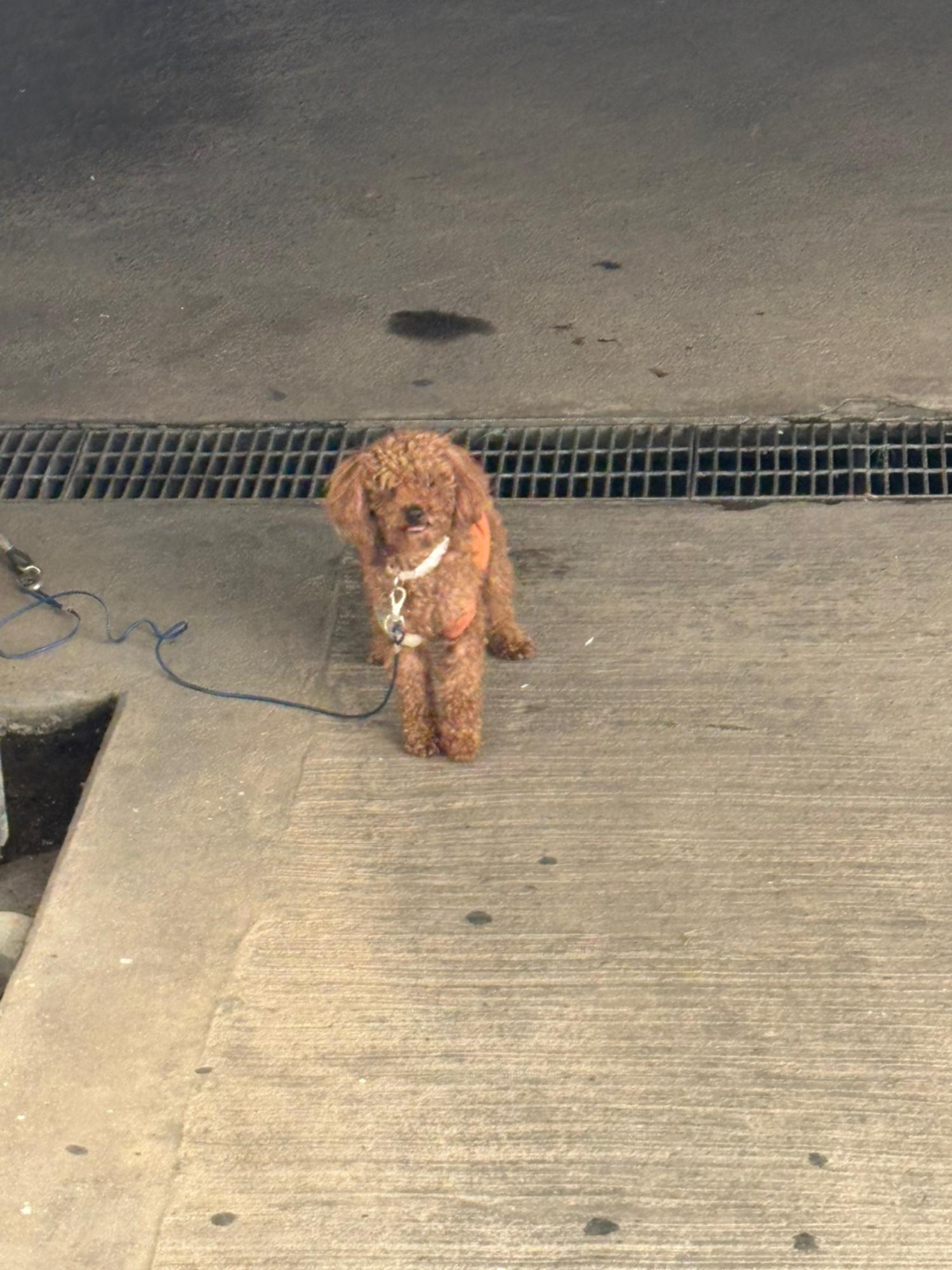 종료(반환) 푸들의…