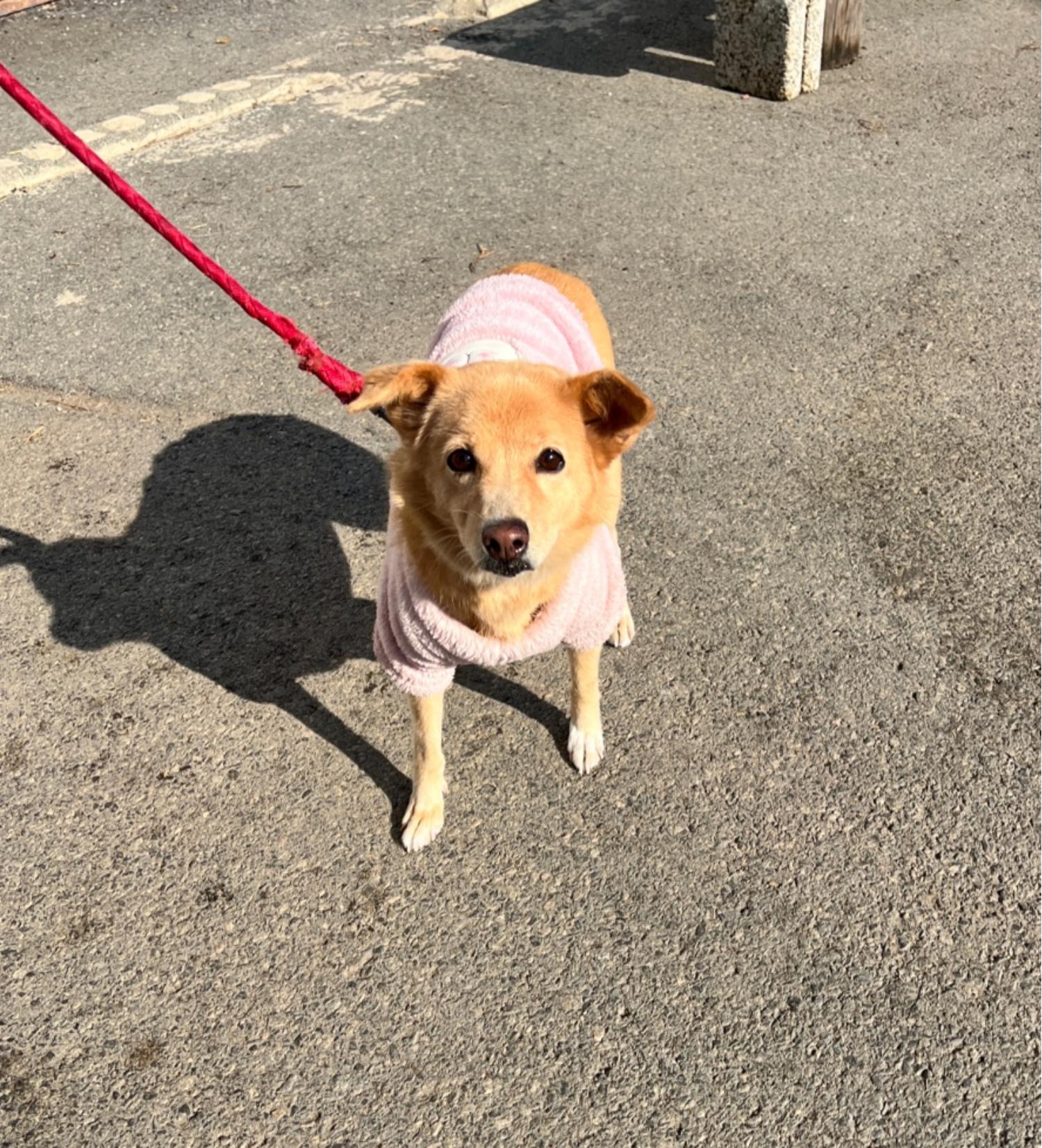 부산동물보호센터_426326202401098
