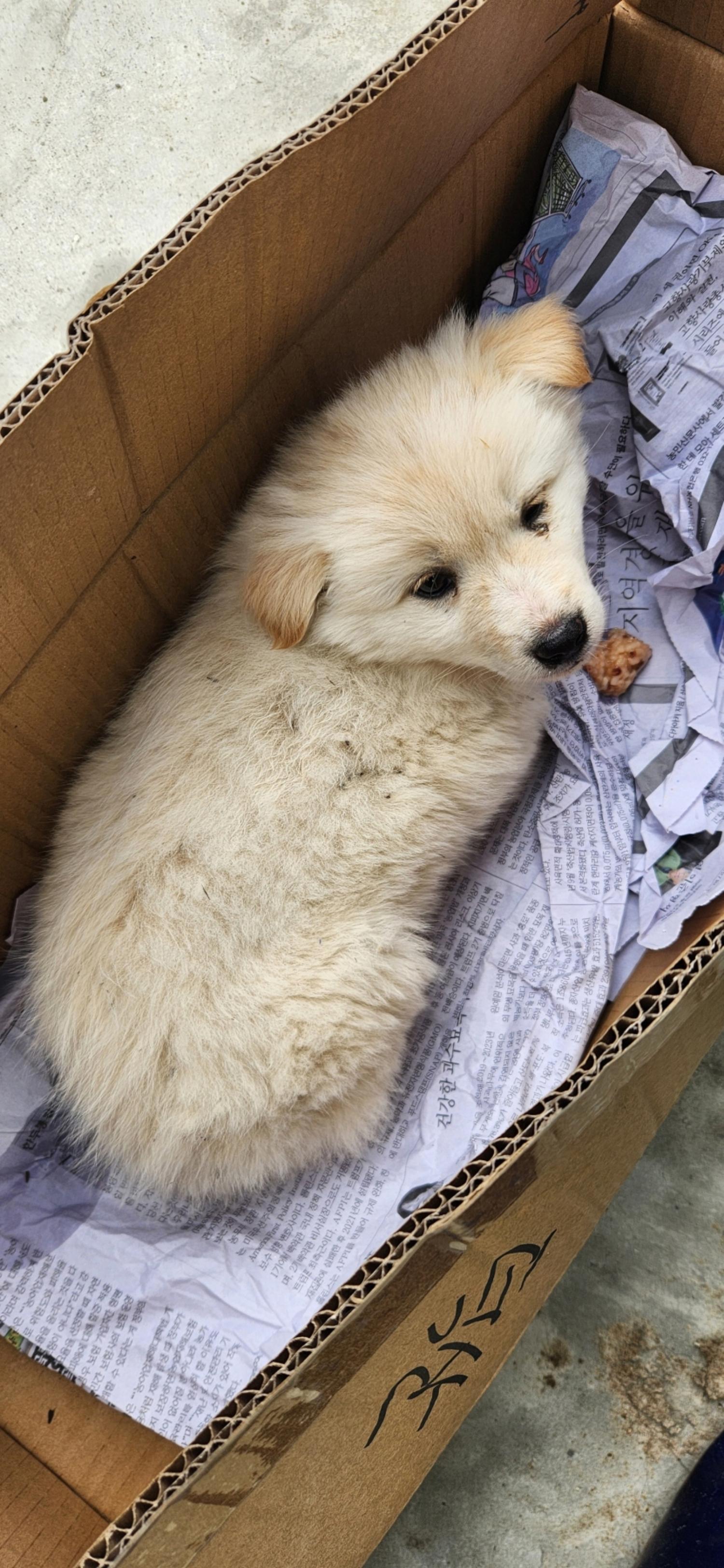 종료(입양) 믹스견…