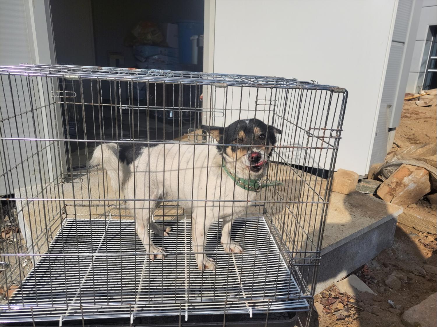고양시동물보호센터_441394202402557