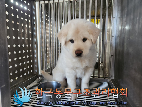 한국동물구조관리협회_441409202402018