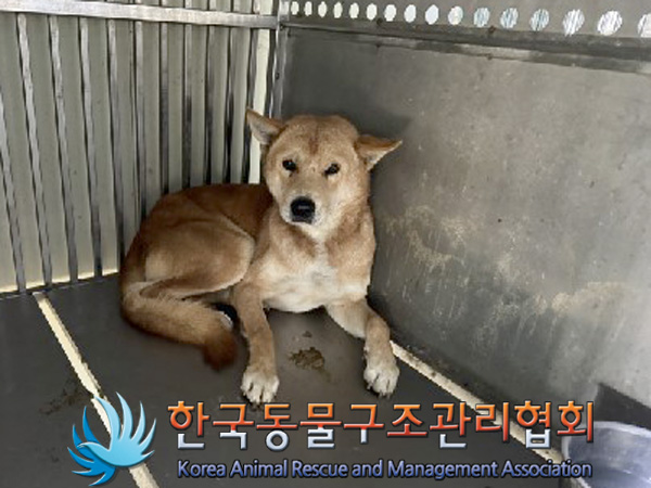 한국동물구조관리협회_441560202401451