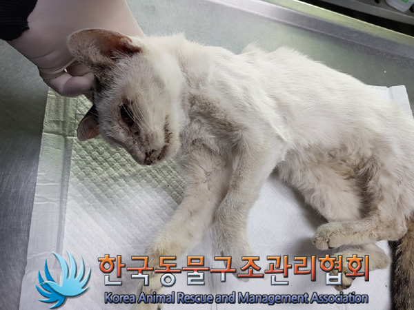 한국동물구조관리협회_441392202400312