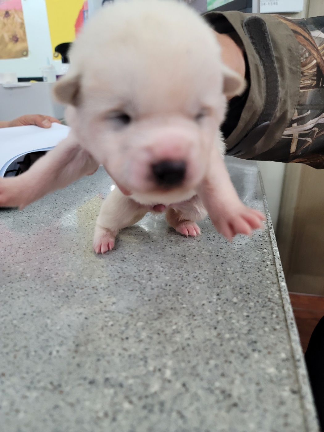 종료(자연사) 믹스…