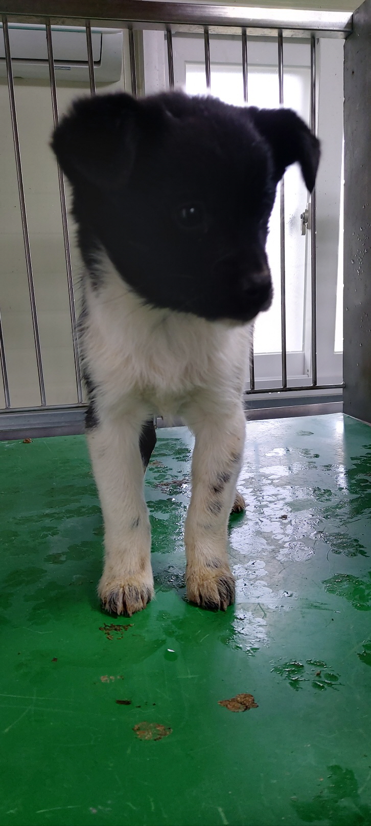 보호중 믹스견의 가…