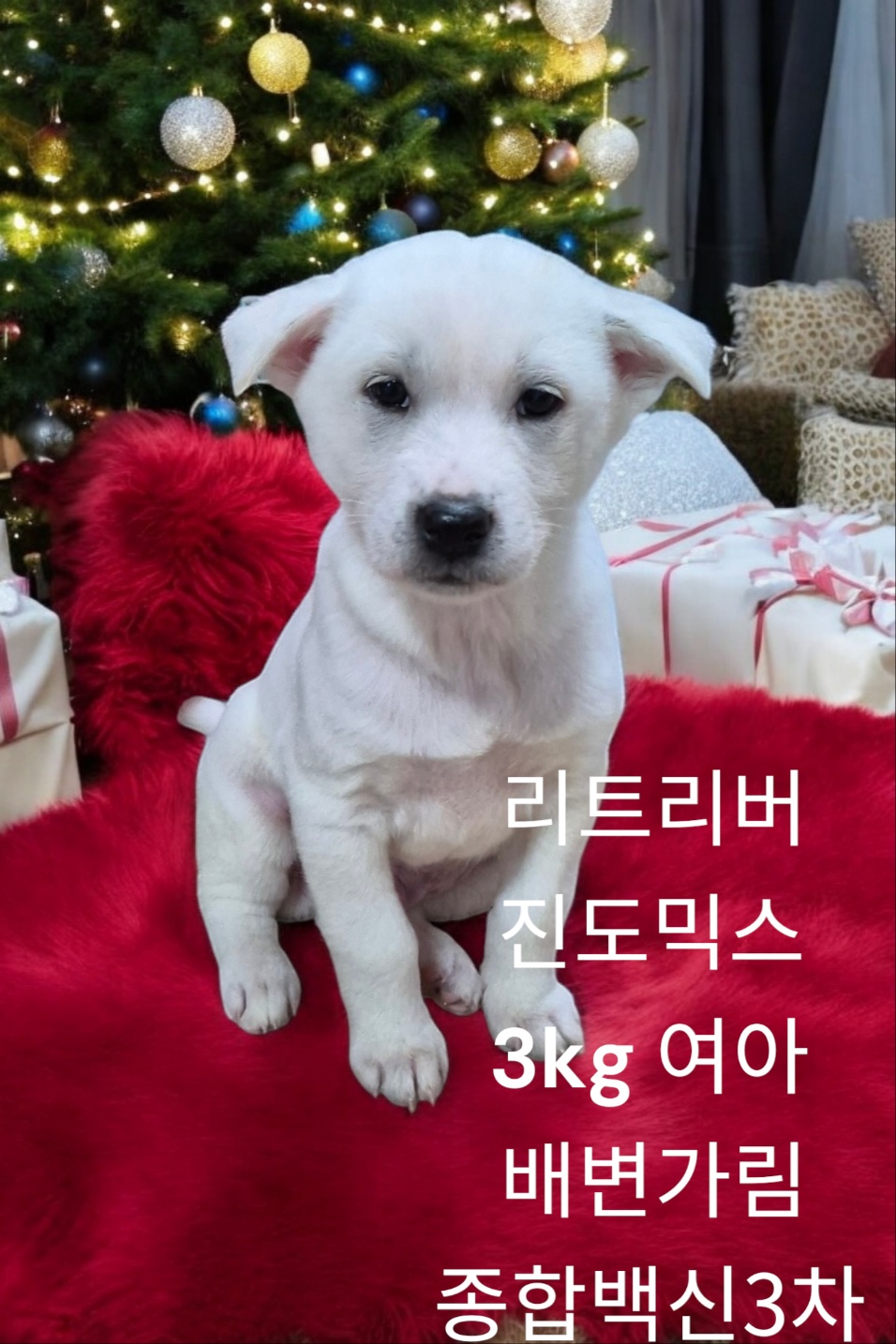 성주유기동물보호센터_447521202400708
