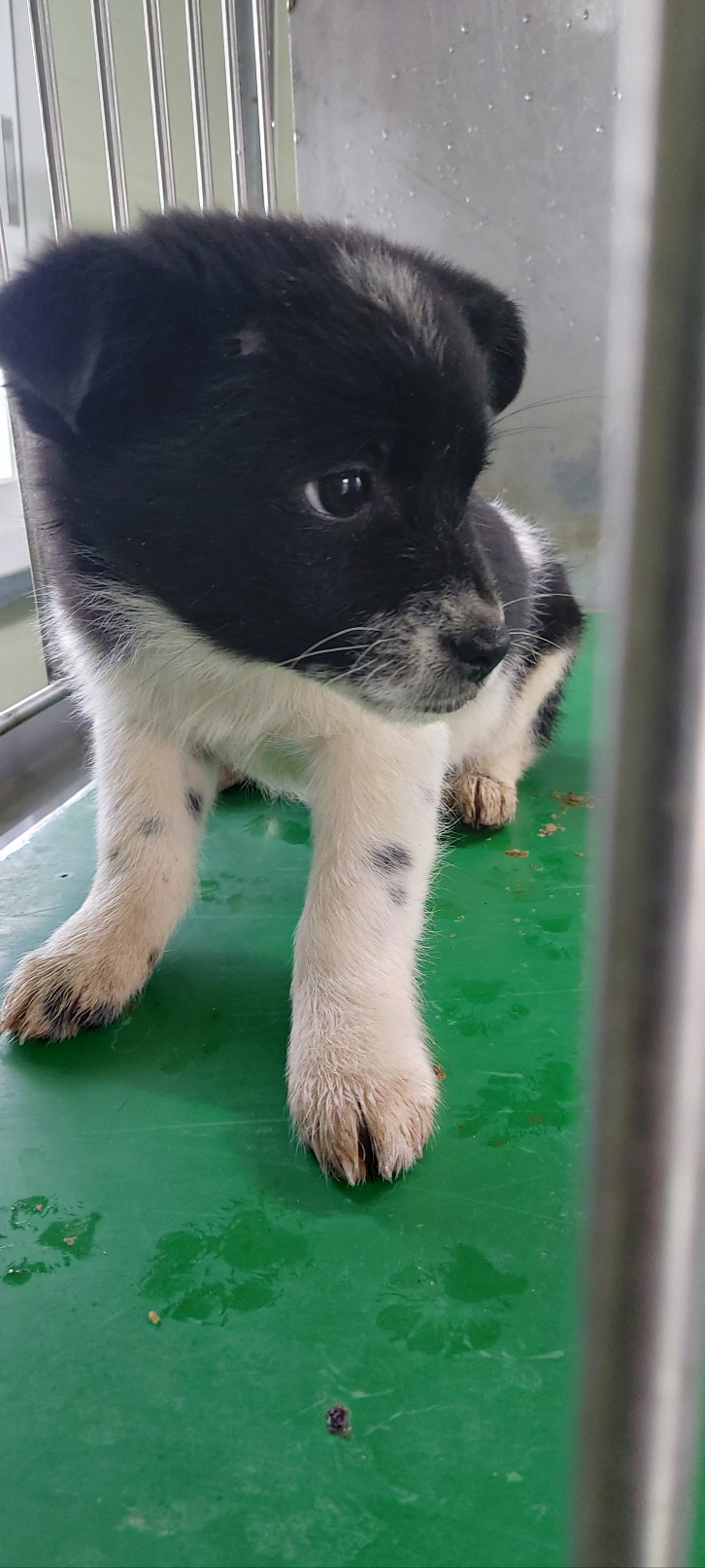 보령시유기동물보호소_444451202401280