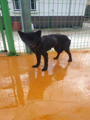 하동군유기동물보호소_448544202400500