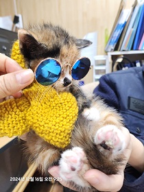 종료(입양) 한국 …